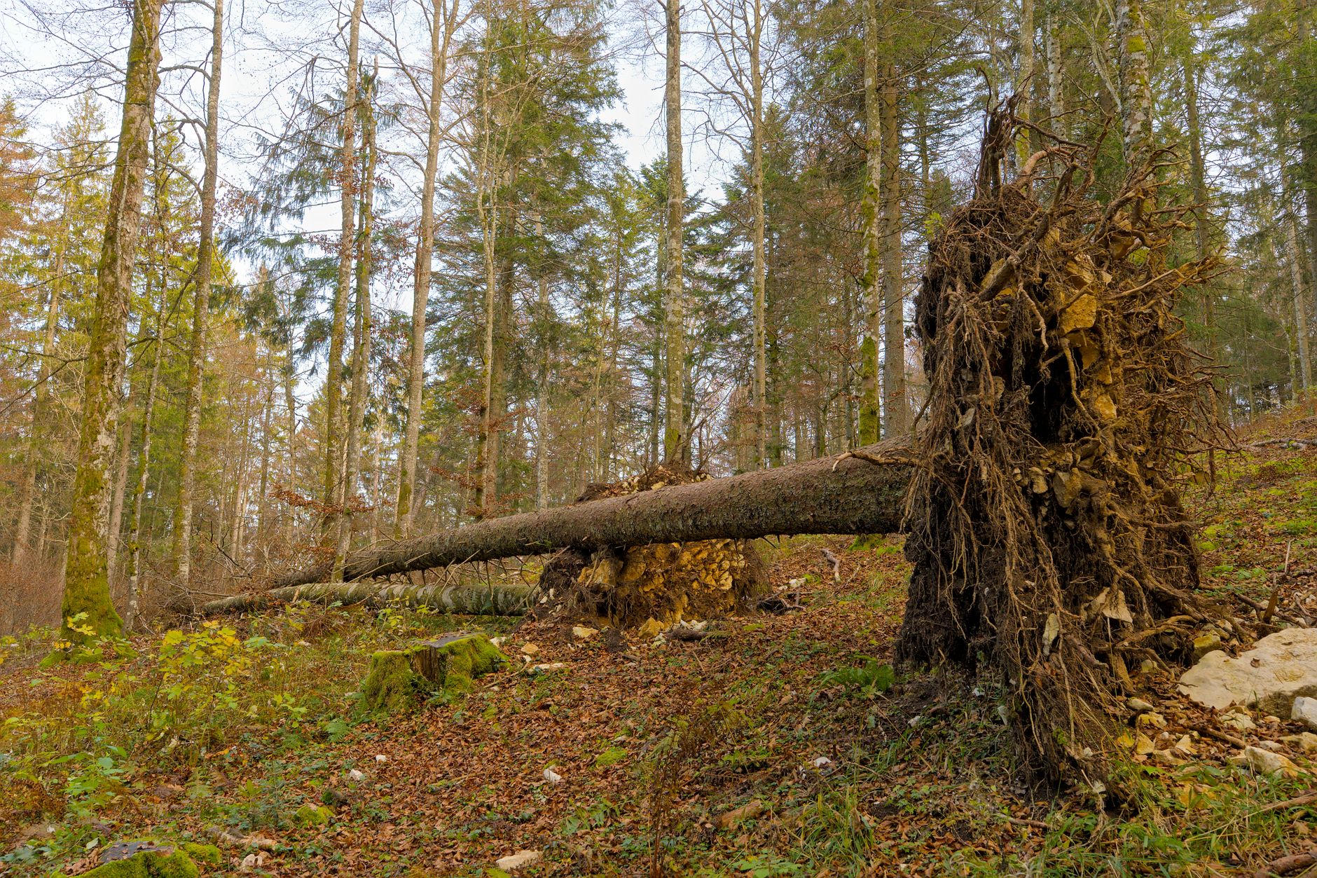 Enlèvement arbre urgence à Sète